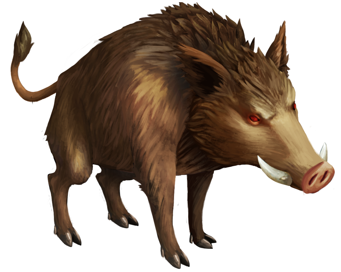 Boar